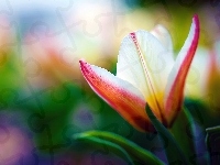 Kolorowy, Tulipan