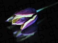 Tulipan, Kolorowy, Odbicie