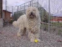 wysoki, Komondor, płot