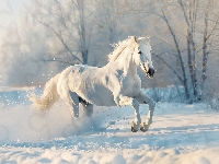 Zima, Koń, Biały, Drzewa, Śnieg