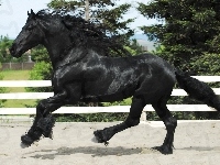 Koń, Galop, Piękny, Czarny, Zagroda