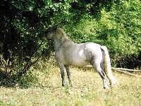 Koń, Drzewa