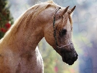 Łeb, Koń, Arab