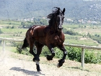 Koń, Galop