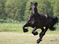 Galop, Koń, Kopyta