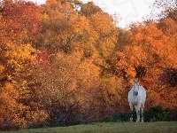 Jesień, Koń, Drzewo