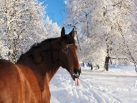 Język, Koń, Zima
