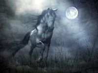 Koń, Noc, Księżyc, Galop