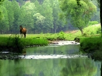 Las, Koń, Rzeka