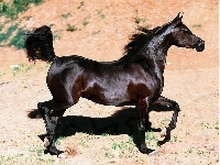 Koń, mustang