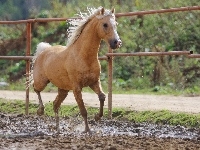 Palomino, Koń, Padok