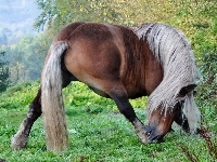 Pęcina, Koń, Łąka
