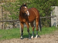 wybieg, Koń, uzda