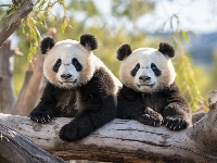 Konar, Dwie, Pandy