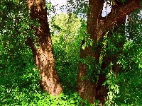 Konary, Las, Drzewa, Zieleń
