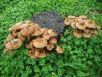 Leśna, Pniak, Grzyby, Koniczyna