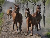 Galop, Konie, Drzewa