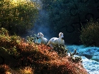 Galop, Konie, Krzewy