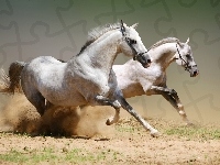 Konie, Galop