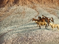 Mustangi, Konie, Góry