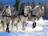 Konie, Zima, Śnieg, Zaprzęg