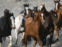 Stado, Konie, Galop
