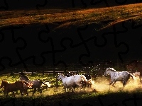 Wybieg, Konie, Łąka