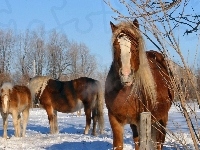 Zima, Konie, Śnieg