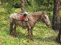 Konik