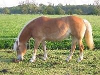 Konik, Łąka
