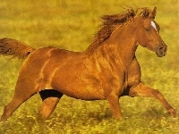 Łąka, Kasztanowy, Konik, Galop
