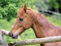 Konik, Płotek