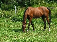 Konik, Trawa