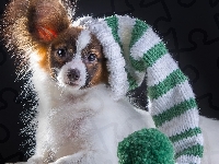 Spaniel kontynentalny miniaturowy papillon, Czapka