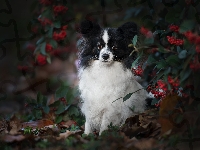 Jagody, Krzew, Spaniel kontynentalny miniaturowy Papillon