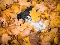 Mordka, Pies, Spaniel kontynentalny miniaturowy Papillon, Liście