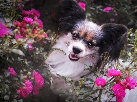 Kwiaty, Pies, Spaniel kontynentalny miniaturowy Papillon, Róże