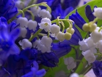 Niebieskie, Konwalie, Kwiaty
