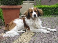 Kooikerhondje, Płochacz holenderski, donice