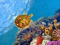 Żółw, Rafa koralowa, Korale