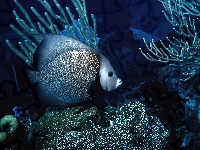 Koralowce, Ocean, Ryba