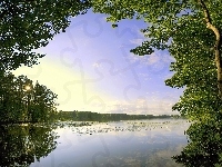 Korony, Leśne, Jezioro, Drzew