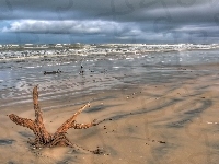 Korzeń, Morze, Plaża, Drzewa
