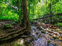 Las, Korzenie, Drzewa, Rzeka, Kamienie