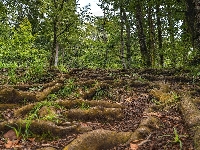 Krzewy, Las, Drzewa, Korzenie