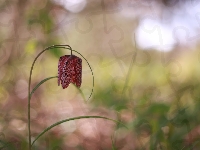 Kwiat, Pochylony, Szachownica kostkowata