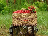 Pień, Kosz, Wiklinowy, Poziomki, Owoce