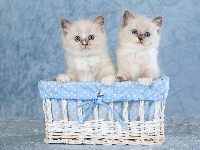 Ragdoll, Dwa, Koty, Koszyk