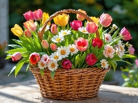 Bukiet, Stokrotki, Różowe, Koszyk, Żółte, Tulipany, Wiklinowy