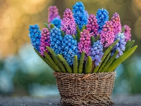 Szafirki, Różowe, Niebieskie, Koszyk